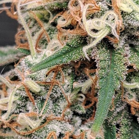 Triangle Kush (VSMKcut) growlog timeline photo