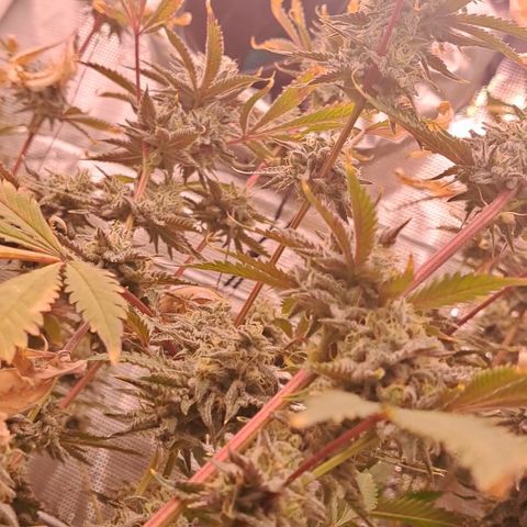 Malibu's Most Wanted growlog timeline photo