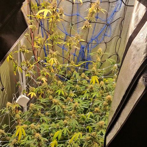 Purple Satellite x Peanut Butter Poop growlog timeline photo