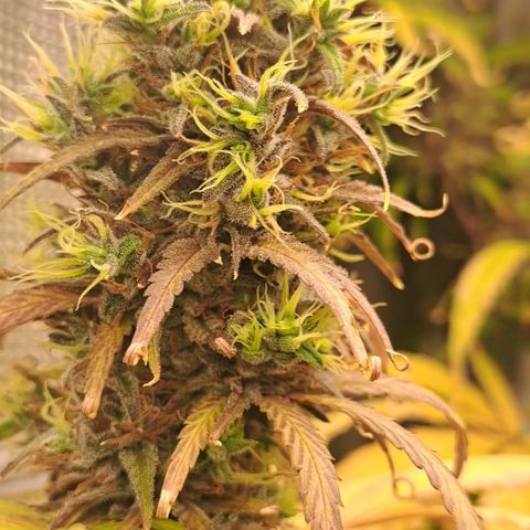 Purple Satellite x Peanut Butter Poop growlog timeline photo