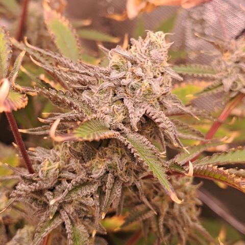 Malibu's Most Wanted growlog timeline photo