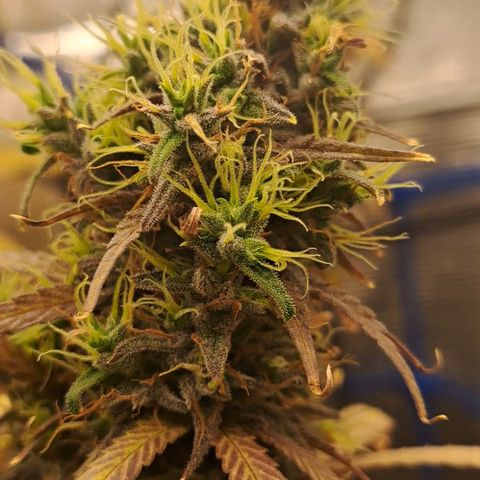 Purple Satellite x Peanut Butter Poop growlog timeline photo