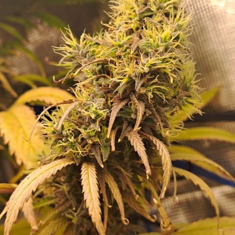 Purple Satellite x Peanut Butter Poop growlog timeline photo