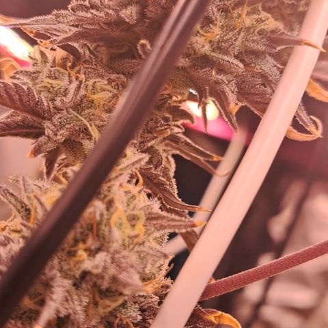 Malibu's Most Wanted growlog timeline photo