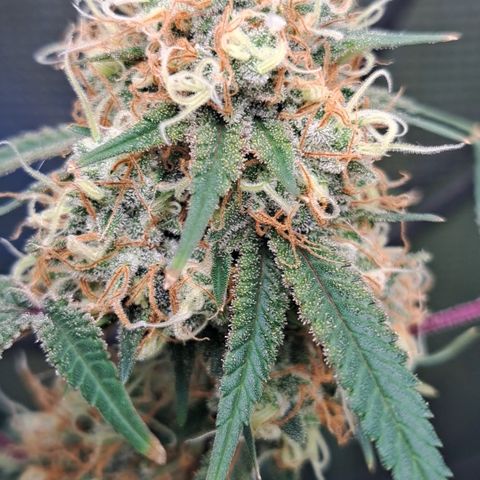 Triangle Kush (VSMKcut) growlog timeline photo