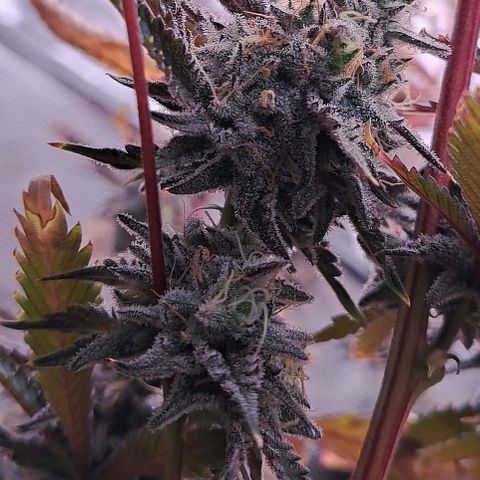Malibu's Most Wanted growlog timeline photo
