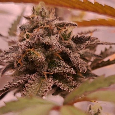 Malibu's Most Wanted growlog timeline photo