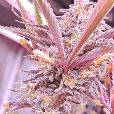 Malibu's Most Wanted growlog timeline photo