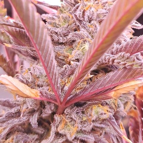 Malibu's Most Wanted growlog timeline photo
