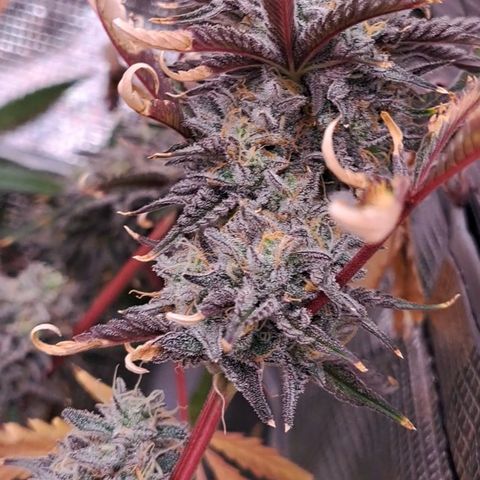 Malibu's Most Wanted growlog timeline photo