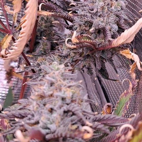Malibu's Most Wanted growlog timeline photo