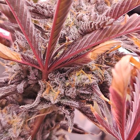 Malibu's Most Wanted growlog timeline photo