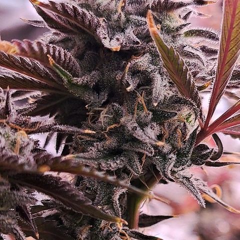Malibu's Most Wanted growlog timeline photo