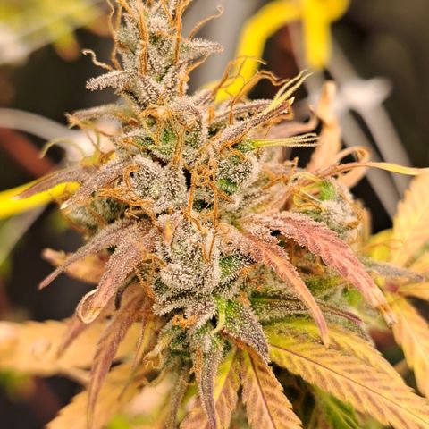 Purple Satellite x Peanut Butter Poop growlog timeline photo