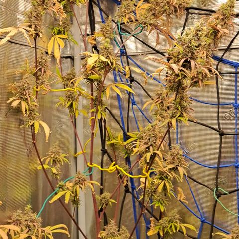Purple Satellite x Peanut Butter Poop growlog timeline photo