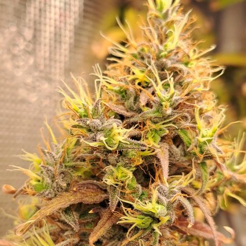 Purple Satellite x Peanut Butter Poop growlog timeline photo