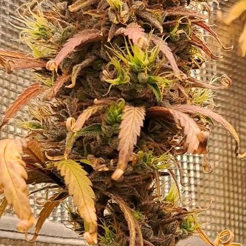 Purple Satellite x Peanut Butter Poop growlog timeline photo
