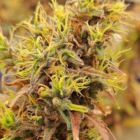 Purple Satellite x Peanut Butter Poop growlog timeline photo