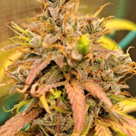 Purple Satellite x Peanut Butter Poop growlog timeline photo