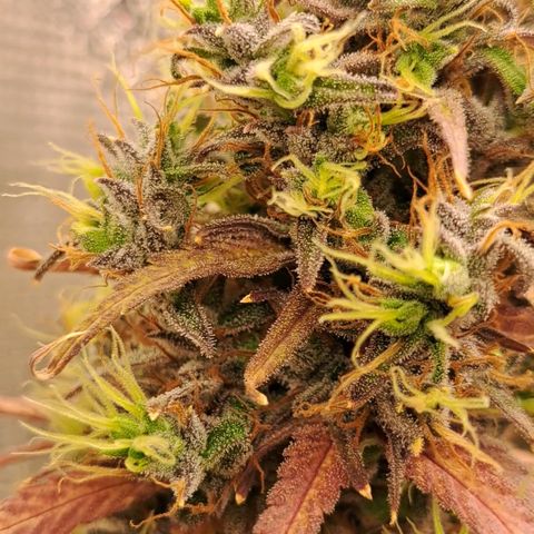 Purple Satellite x Peanut Butter Poop growlog timeline photo
