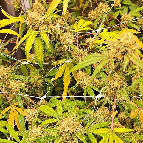 Triangle Kush (VSMKcut) growlog timeline photo
