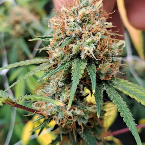 Triangle Kush (VSMKcut) growlog timeline photo