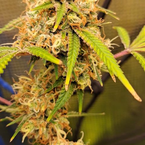 Triangle Kush (VSMKcut) growlog timeline photo