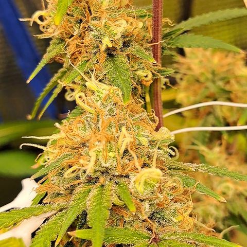 Triangle Kush (VSMKcut) growlog timeline photo