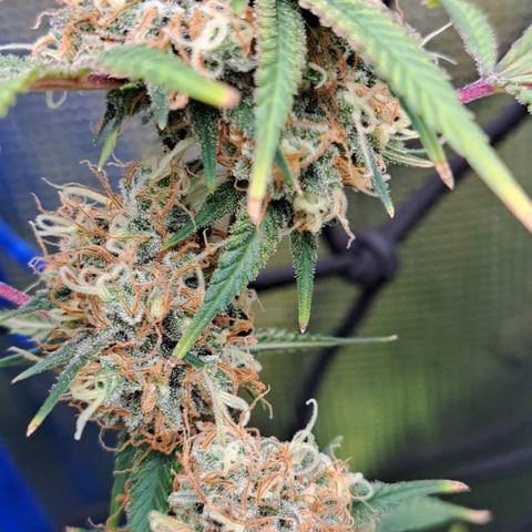 Triangle Kush (VSMKcut) growlog timeline photo