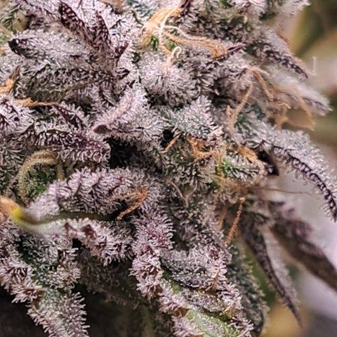 Malibu's Most Wanted growlog timeline photo