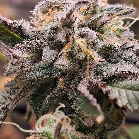 Malibu's Most Wanted growlog timeline photo