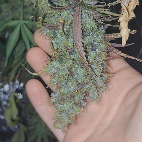 Purple Satellite x Peanut Butter Poop growlog timeline photo