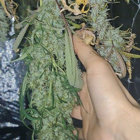 Purple Satellite x Peanut Butter Poop growlog timeline photo