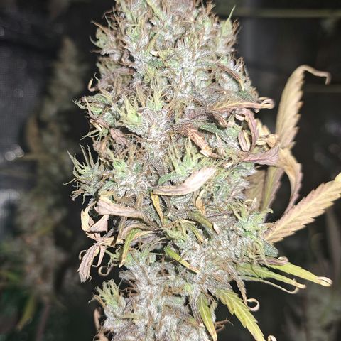 Purple Satellite x Peanut Butter Poop growlog timeline photo
