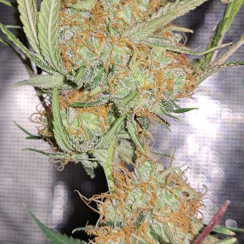Triangle Kush (VSMKcut) growlog timeline photo