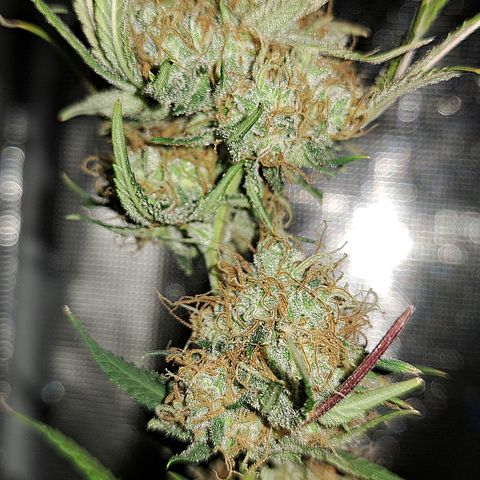 Triangle Kush (VSMKcut) growlog timeline photo