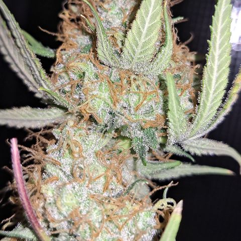 Triangle Kush (VSMKcut) growlog timeline photo