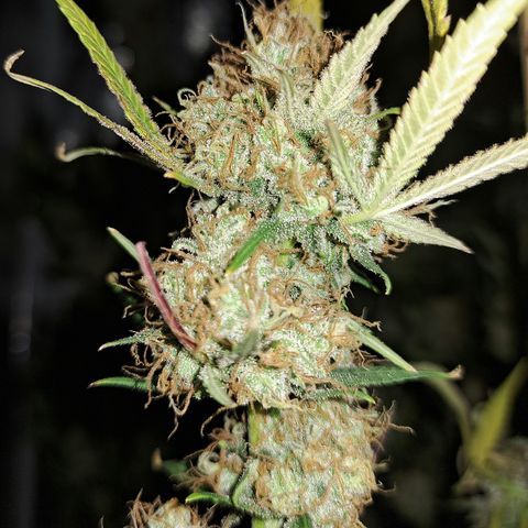 Triangle Kush (VSMKcut) growlog timeline photo
