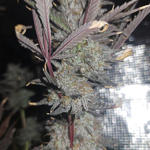 Malibu's Most Wanted growlog timeline photo