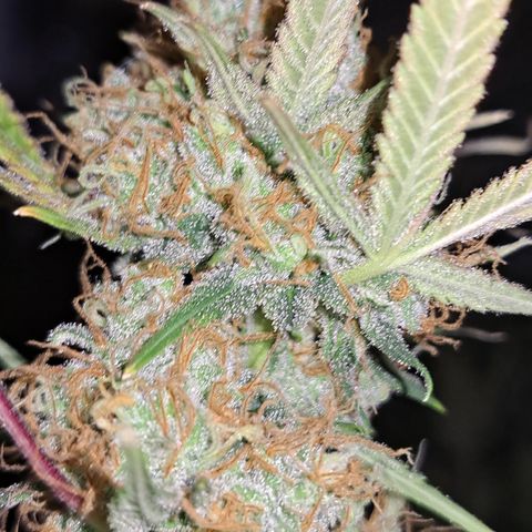 Triangle Kush (VSMKcut) growlog timeline photo