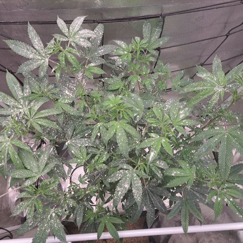 Jiffy Breath x Peanut Butter Poop  growlog timeline photo
