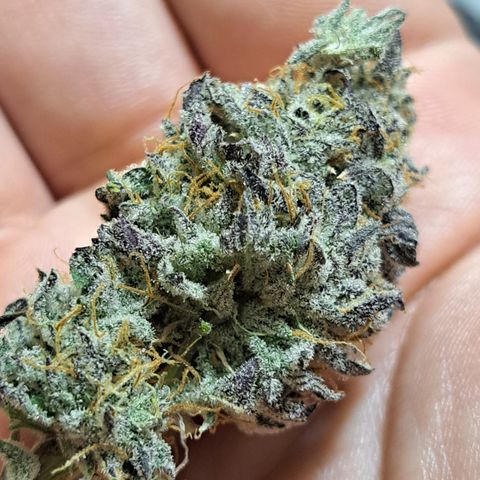 Malibu's Most Wanted growlog timeline photo