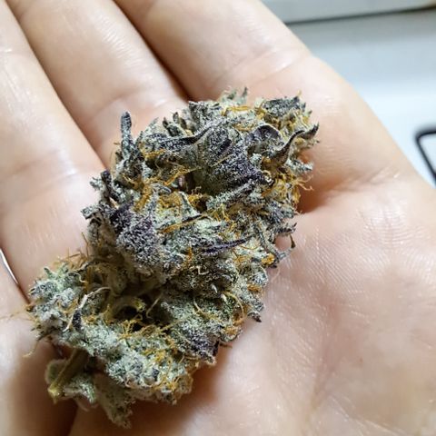 Malibu's Most Wanted growlog timeline photo