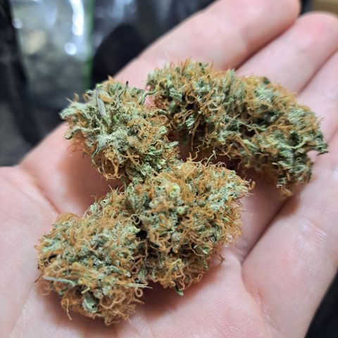 Triangle Kush (VSMKcut) growlog timeline photo
