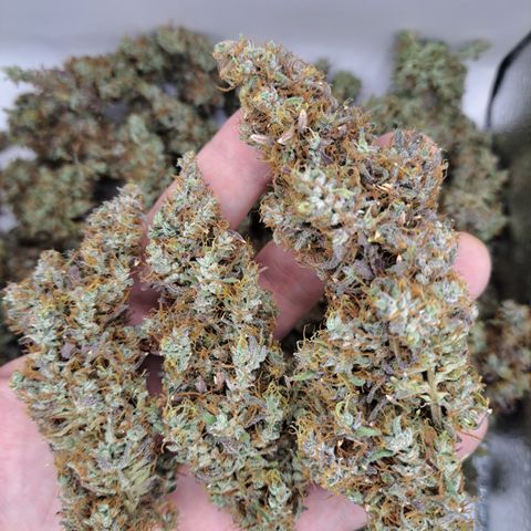 Purple Satellite x Peanut Butter Poop growlog timeline photo