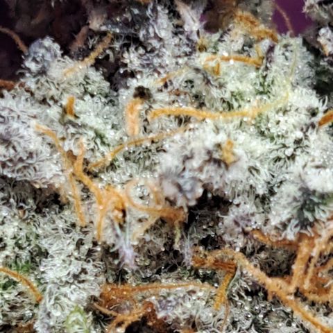 Malibu's Most Wanted growlog timeline photo
