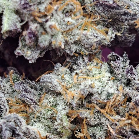 Malibu's Most Wanted growlog timeline photo
