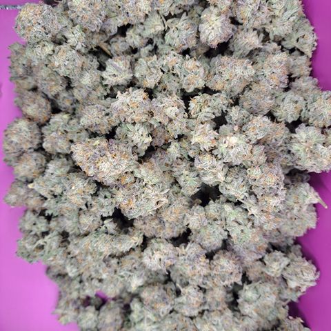 Malibu's Most Wanted growlog timeline photo