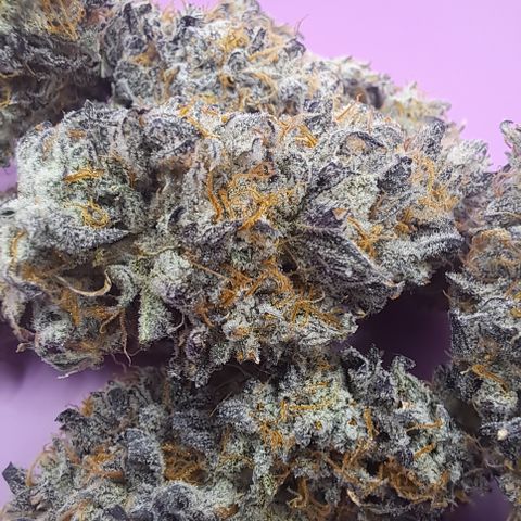 Malibu's Most Wanted growlog timeline photo