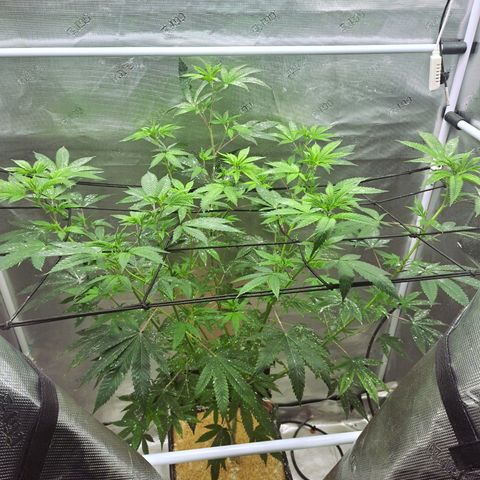 Jiffy Breath x Peanut Butter Poop  growlog timeline photo